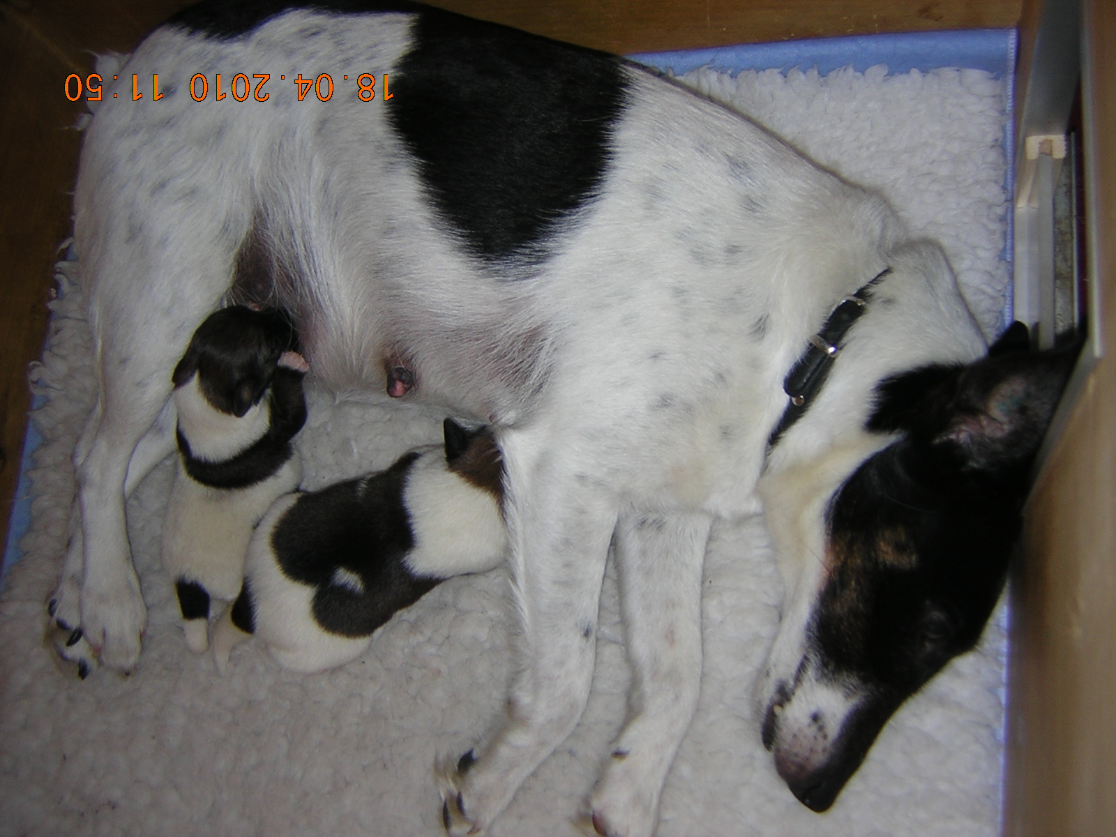 Foxterrier Finja mit Welpen