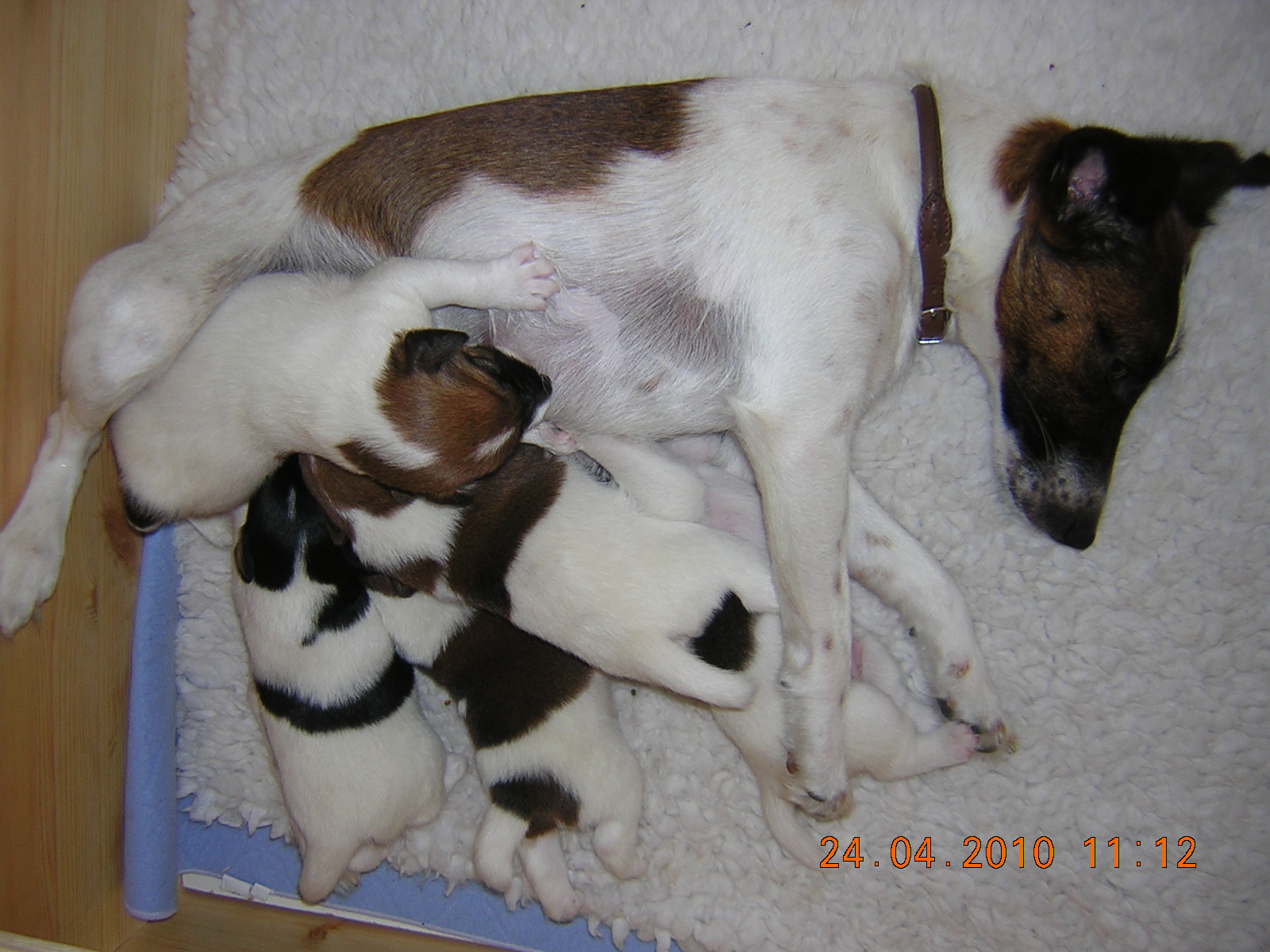 Foxterrier Mika mit Welpen