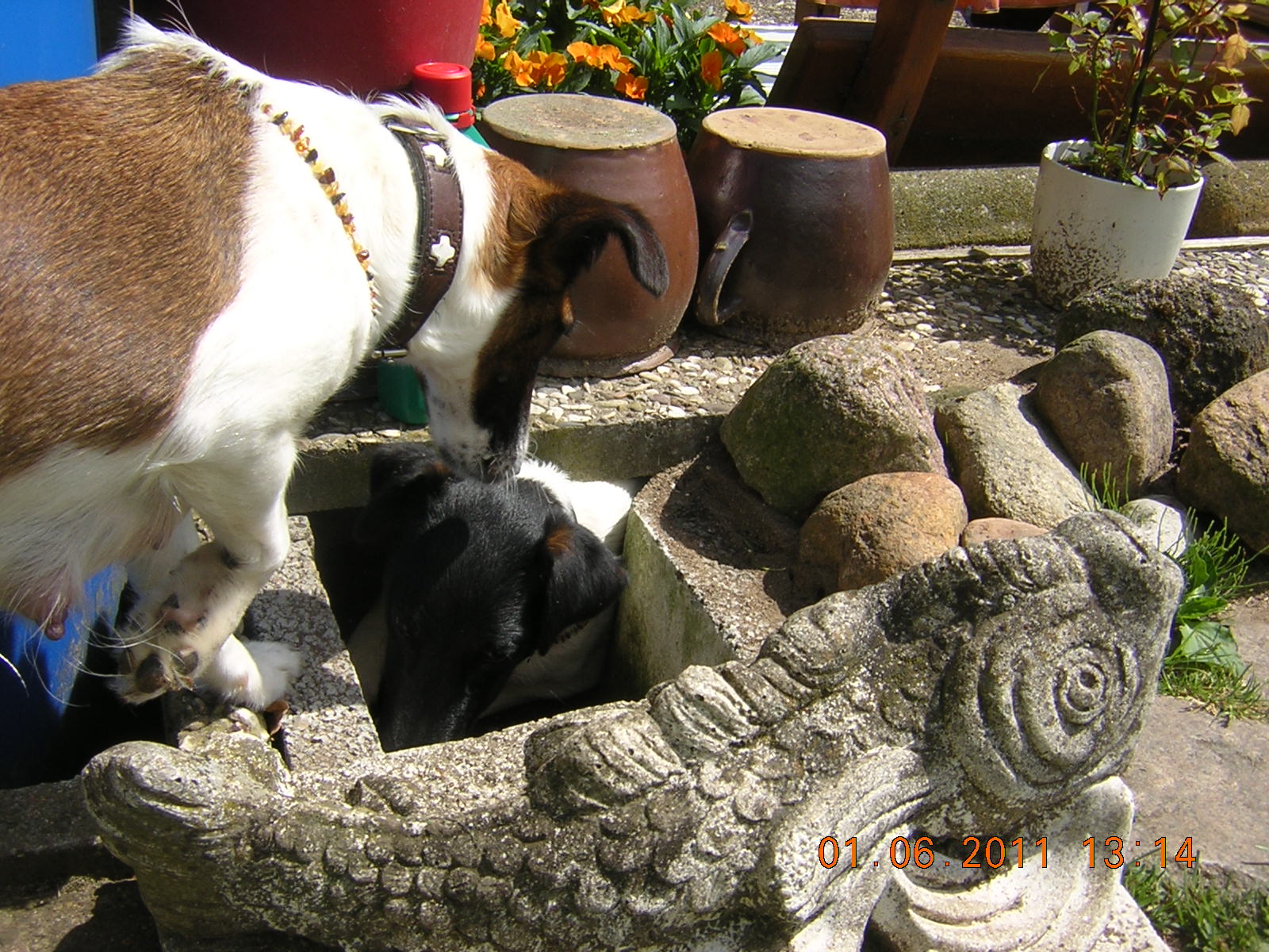 Glatthaarfoxterrier Oskar in der Schliefenanlage im Garten