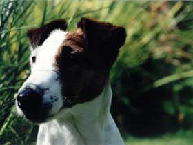 Glatthaarfoxterrier Amsel vom Zarpener Wohld